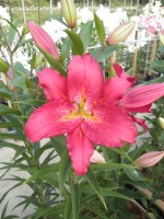 [1899 Tessala VH No01.JPG]